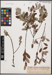 Foto von Salix aurita L. x Salix repens L.